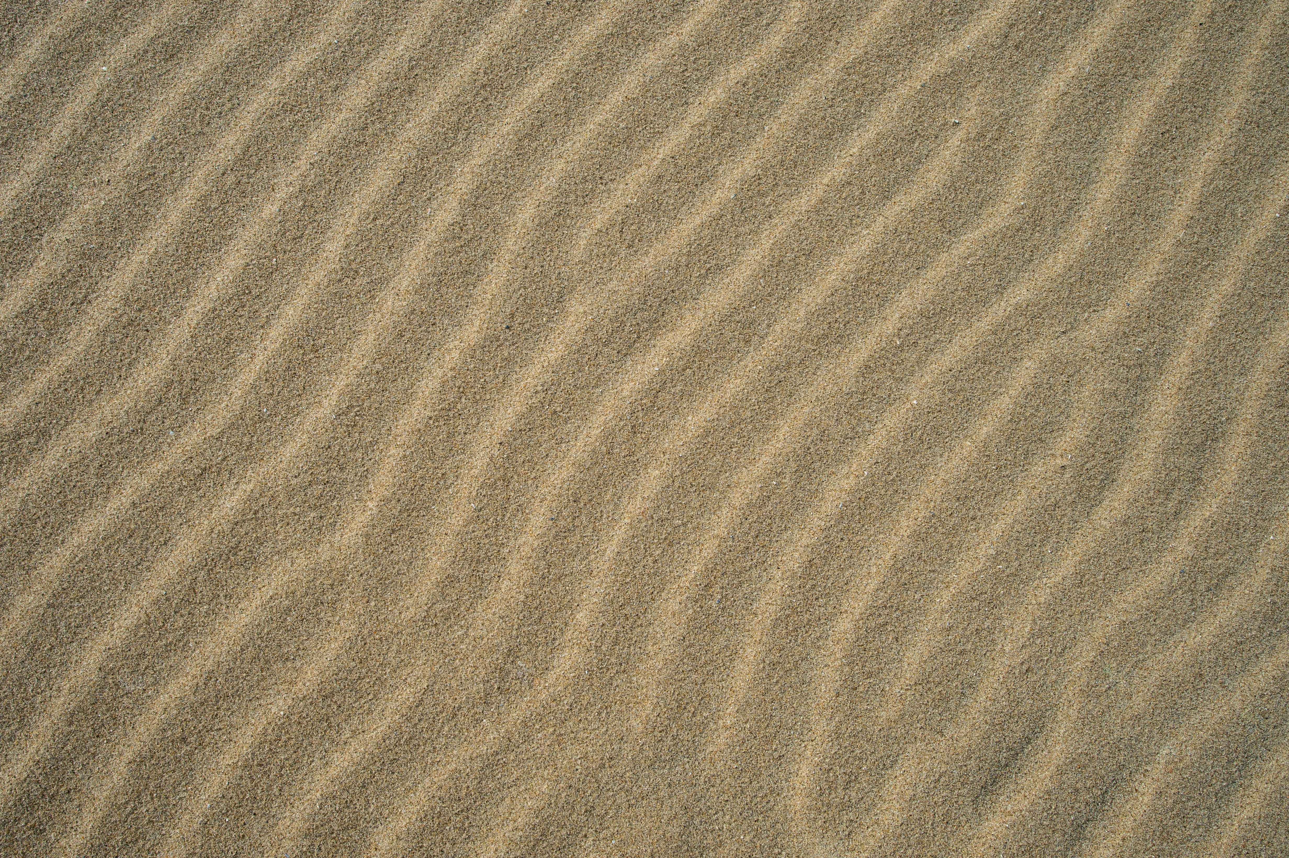 sable